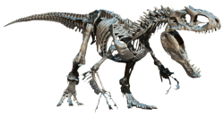 Indominus Rex Skeleton Meme Template