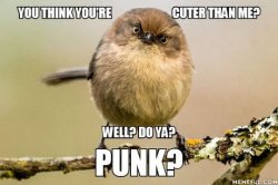 Bushtit love Meme Template