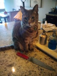 Cat with knife Meme Template