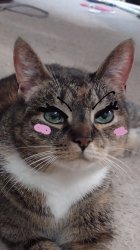 Dressed up cat Meme Template