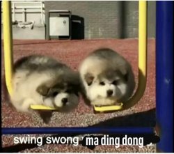 Swing Swong your own Ding Dong Meme Template