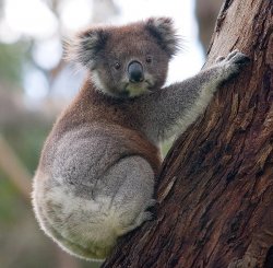 koala Meme Template