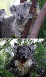 Koala Meme Template