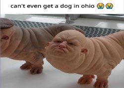 Dogs from Ohio Meme Template