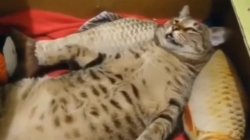 Sleeping cat Meme Template