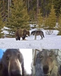 Bear and Wolf staring at eachother Meme Template