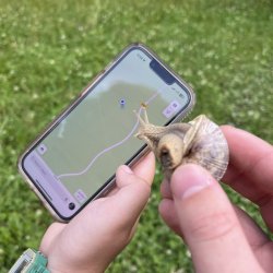 snail buddy Meme Template