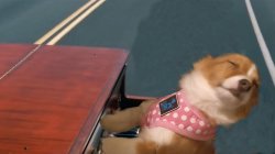 Dog playing piano Meme Template