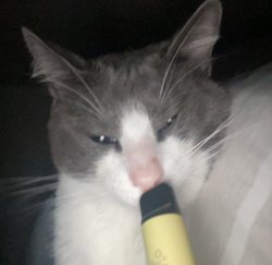 cat with vape Meme Template