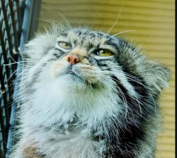 Smug Pallas Cat Meme Template