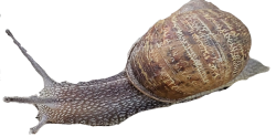 Snail Meme Template