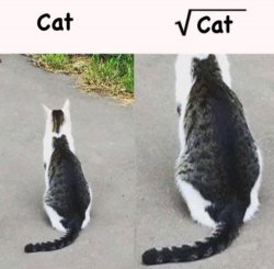 Cat Squared Is Cat Meme Template