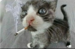 le funni smokin cat Meme Template