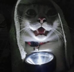 Cat Telling Scary Stories Meme Template