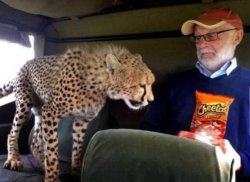 Cheetah wants Cheetos Meme Template