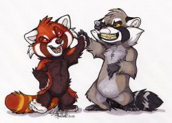 Raccoon and red panda Meme Template