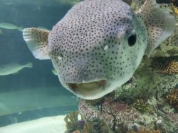 Surprised Pufferfish Meme Template