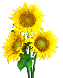 Sunflowers Meme Template