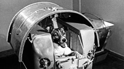 Laika the space dog Meme Template