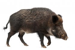 Wild Boar Meme Template
