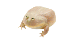 Wednesday Frog Meme Template