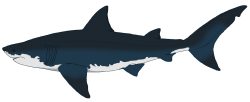 Megalodon Meme Template