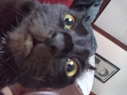 funny cat Meme Template