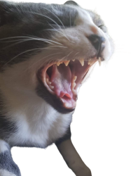 Angry cat Meme Template