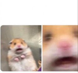 Scared hamster Meme Template