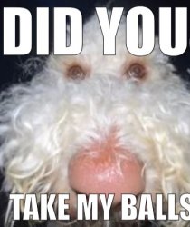 Did you take my balls Meme Template