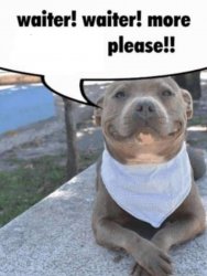 waiter! pit bull Meme Template