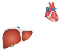 Heart and liver Meme Template