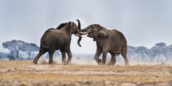 Two elephants fighting - disarray in the Republican Party, GOP Meme Template