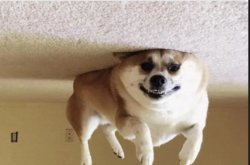 Upside down dog Meme Template