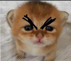 Angry Cat ? Meme Template