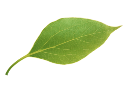 Leaf Meme Template