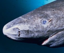 Greenland Shark Meme Template