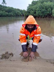 Planting mangrove Meme Template