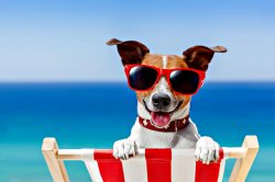Dog at beach sunglasses Meme Template
