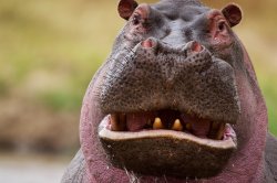 Hippo Meme Template