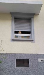 Sad Dog in Window Meme Template