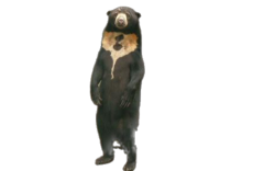 Standing sun bear Meme Template