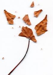 Broken leaf Meme Template