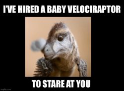 I’ve hired a Baby Velociraptor to stare at you Meme Template