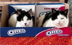 The Oreo Cats Meme Template