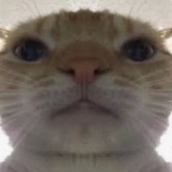 when i open snap Meme Template