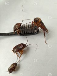 CURSED COCKROACHES ARE BRUSHING THEIR TEETH! Meme Template