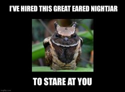 I’ve hired this great eared nightjar to stare at you Meme Template
