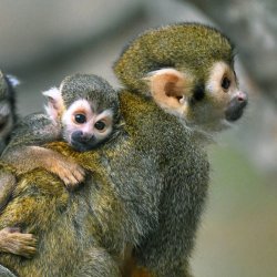 Brookfield Zoo welcomes new baby monkeys | WGN-TV Meme Template