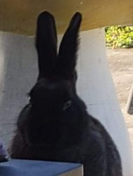 Bunners Meme Template